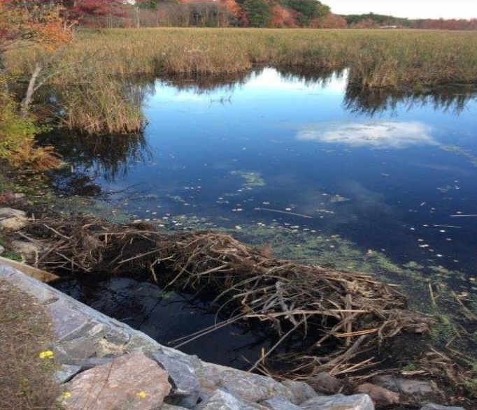 Starter decoy dam structure
